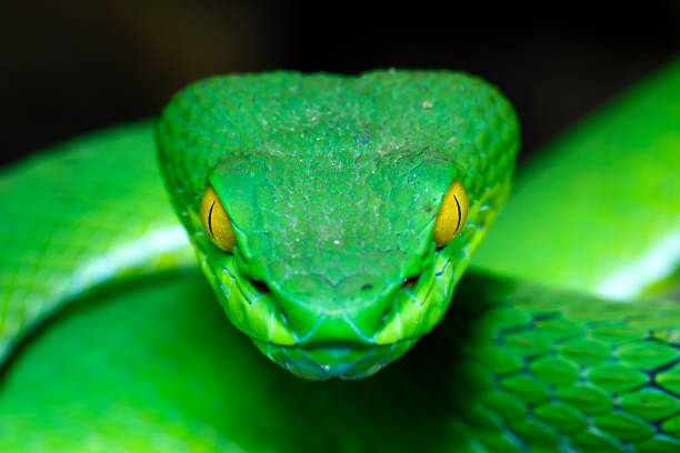 Nyoka Anaongea