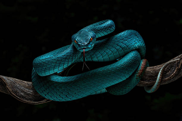 Nyoka