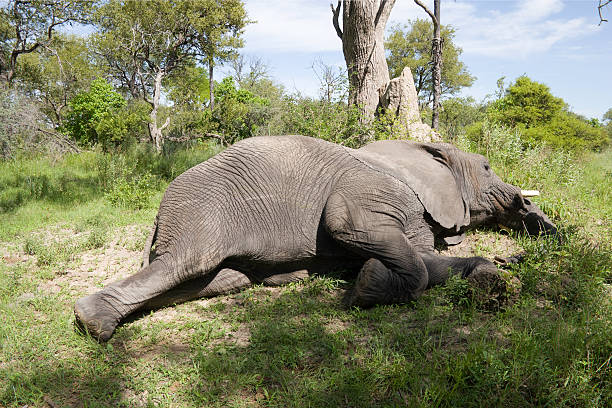 Tembo Aliyelala