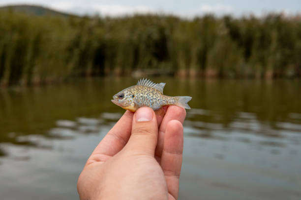 Unavua Samaki Wadogo